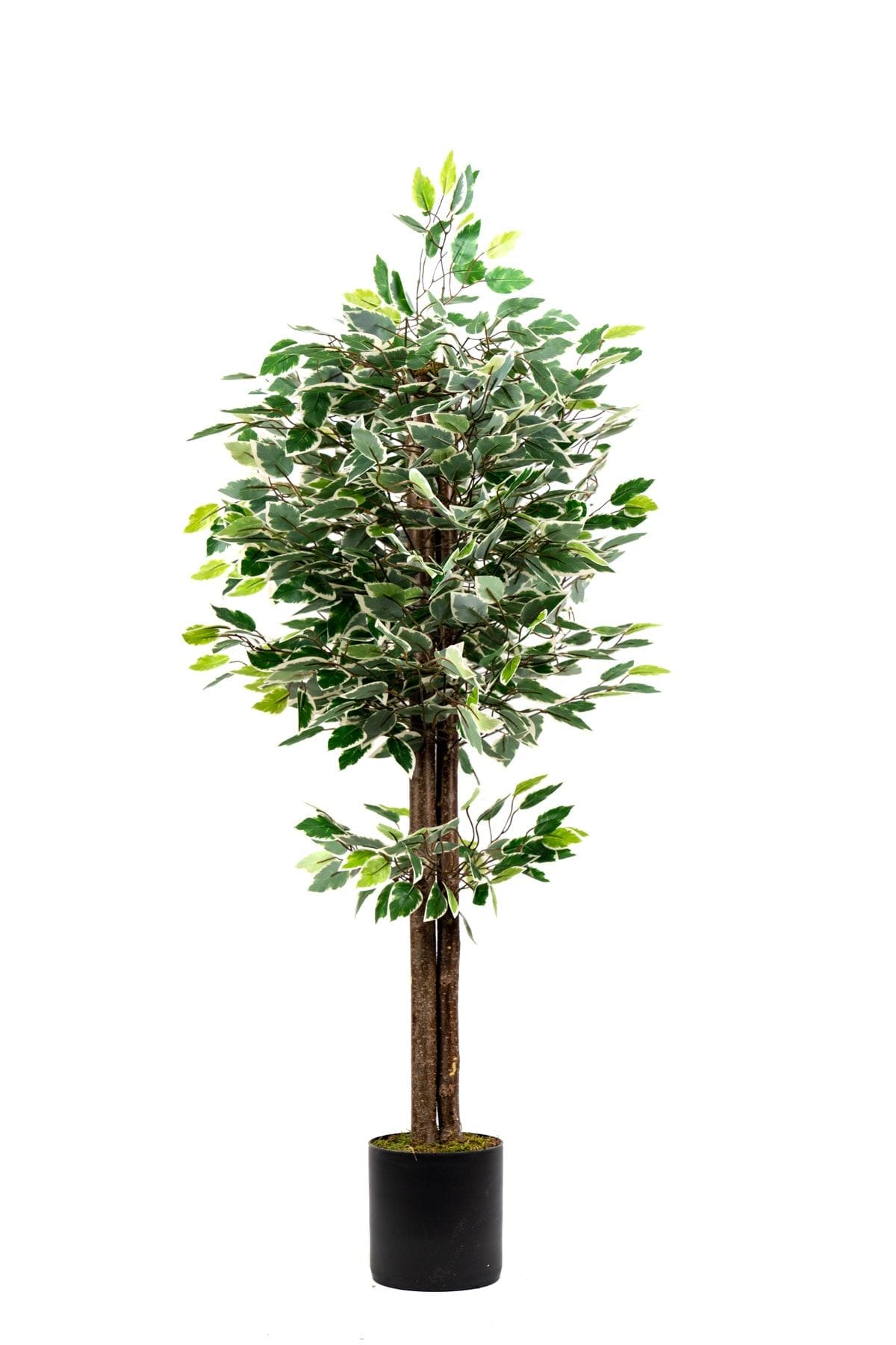 120-cm-yesil-beyaz-yapay-benjamin-agaci-1654.jpg 120 Cm Yeşil Beyaz Yapay Benjamin Ağacı - Görsel 1