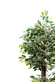 120 Cm Yeşil Beyaz Yapay Benjamin Ağacı - Görsel 7