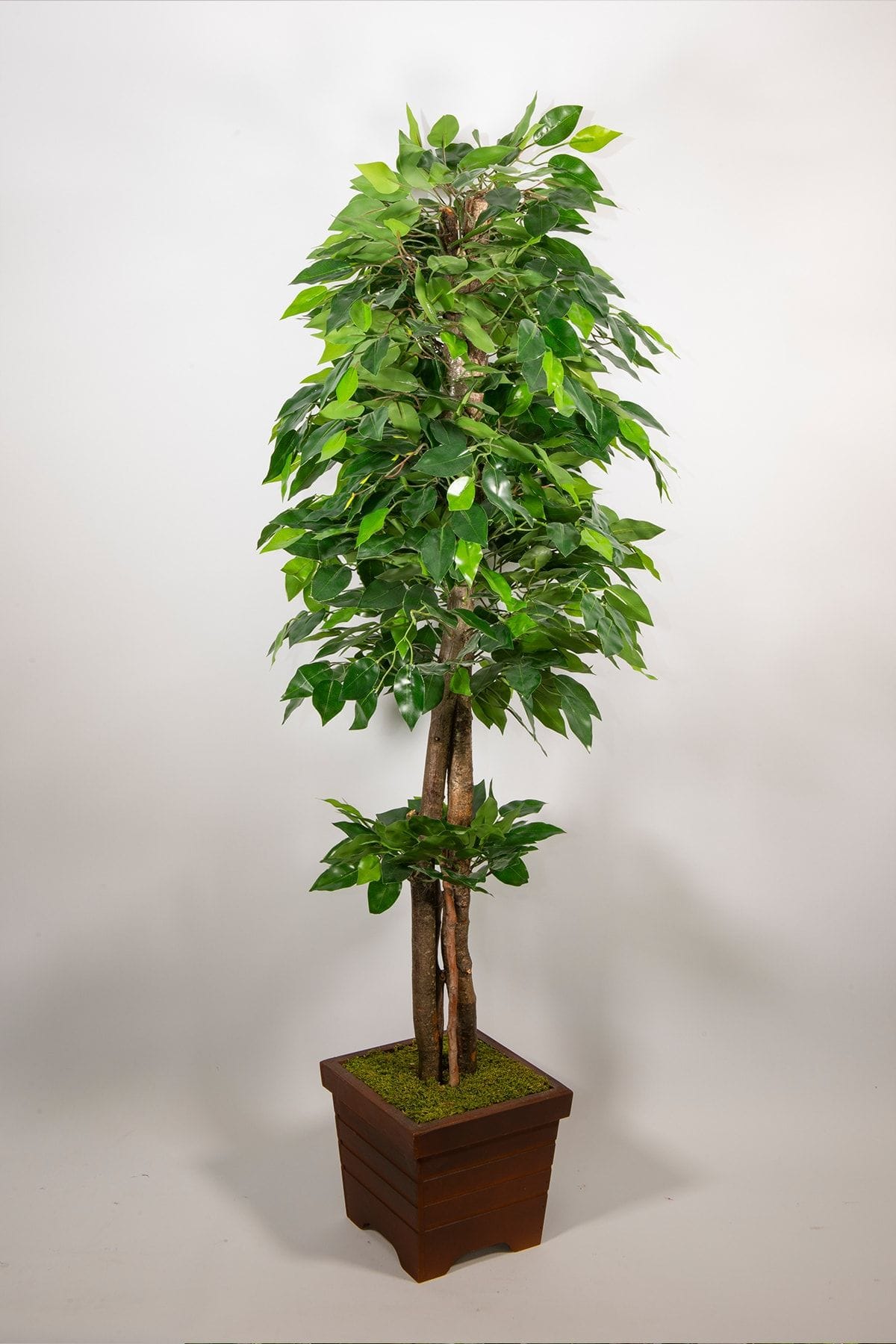 140-cm-yapay-benjamin-agaci-1818.jpg 140 cm Yapay Benjamin Ağacı - Görsel 1