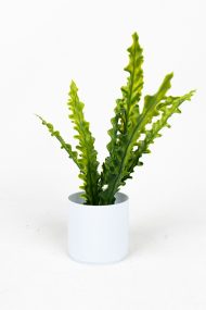 3 Adet Mini Beyaz Saksıda Yapay Çiçek Seti - Görsel 14