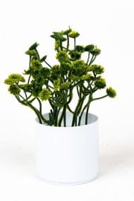 3 Adet Mini Beyaz Saksıda Yapay Çiçek Seti - Görsel 27