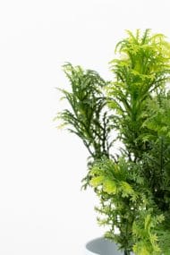 3 Adet Mini Beyaz Saksıda Yapay Çiçek Seti - Görsel 32