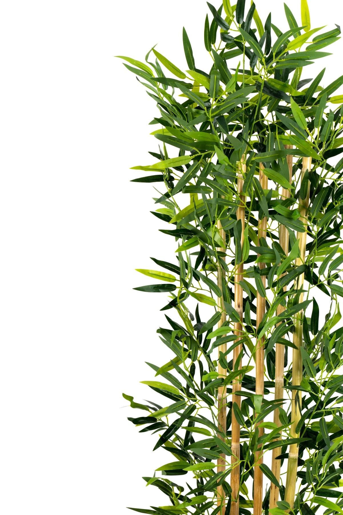 5-govdeli-yogun-yaprakli-150-cm-yapay-bambu-agaci-1533.jpg 5 Gövdeli Yoğun Yapraklı 150 Cm Yapay Bambu Ağacı - Görsel 3