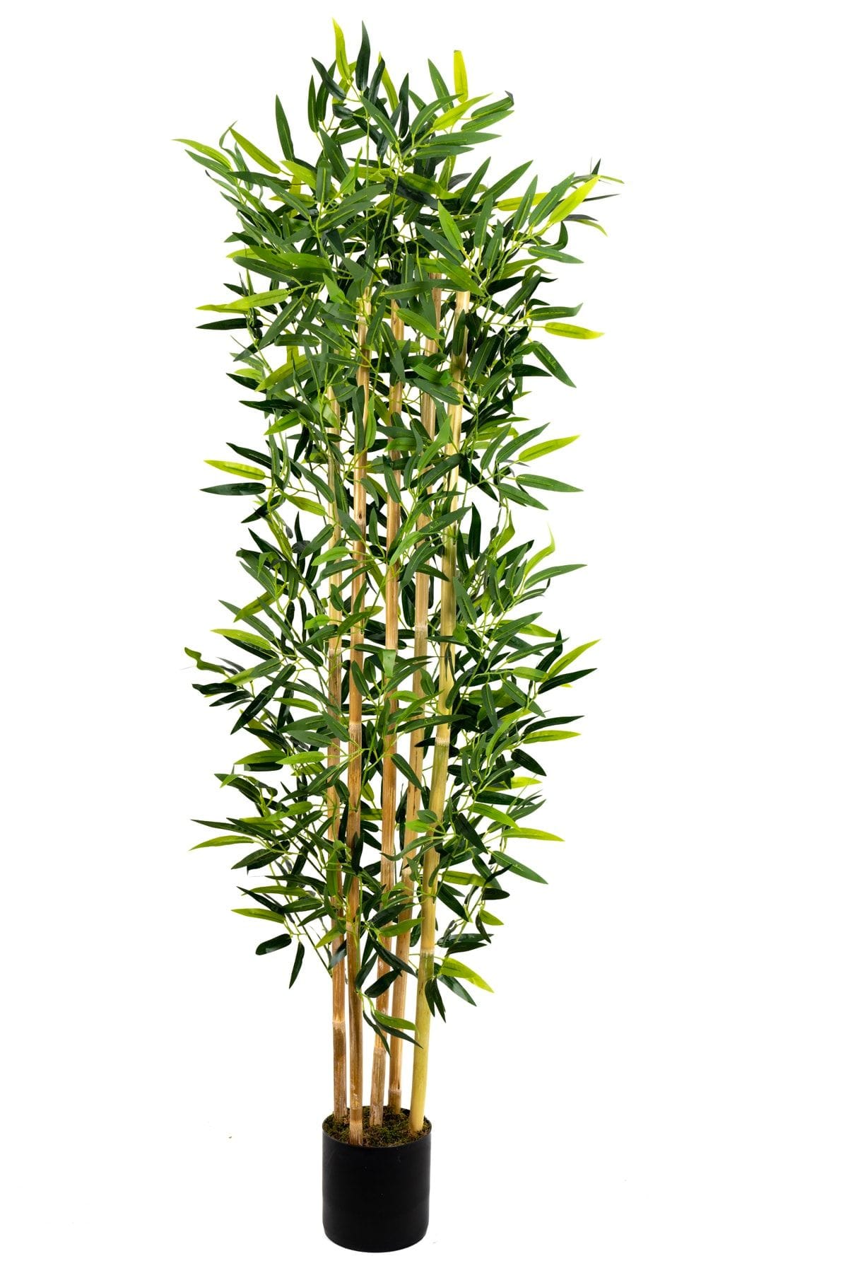 5-govdeli-yogun-yaprakli-150-cm-yapay-bambu-agaci-1535.jpg 5 Gövdeli Yoğun Yapraklı 150 Cm Yapay Bambu Ağacı - Görsel 5