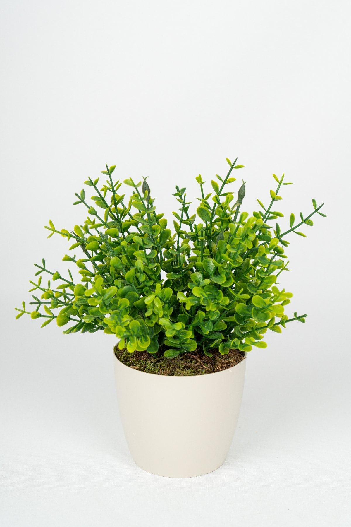 beyaz-saksida-yapay-simsir-yesillik-1488.jpg Beyaz Saksıda Yapay Şimşir Yeşillik - Görsel 1