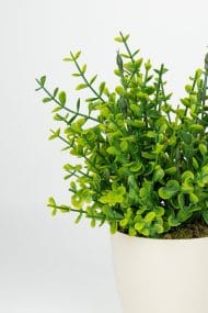 Beyaz Saksıda Yapay Şimşir Yeşillik - Görsel 2