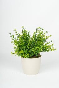 Beyaz Saksıda Yapay Şimşir Yeşillik - Görsel 3