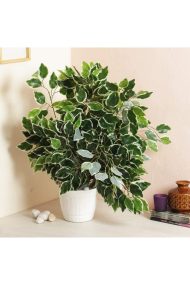 Islak Görünümlü Yapay Benjamin Yaprağı 12 Adet - Görsel 2