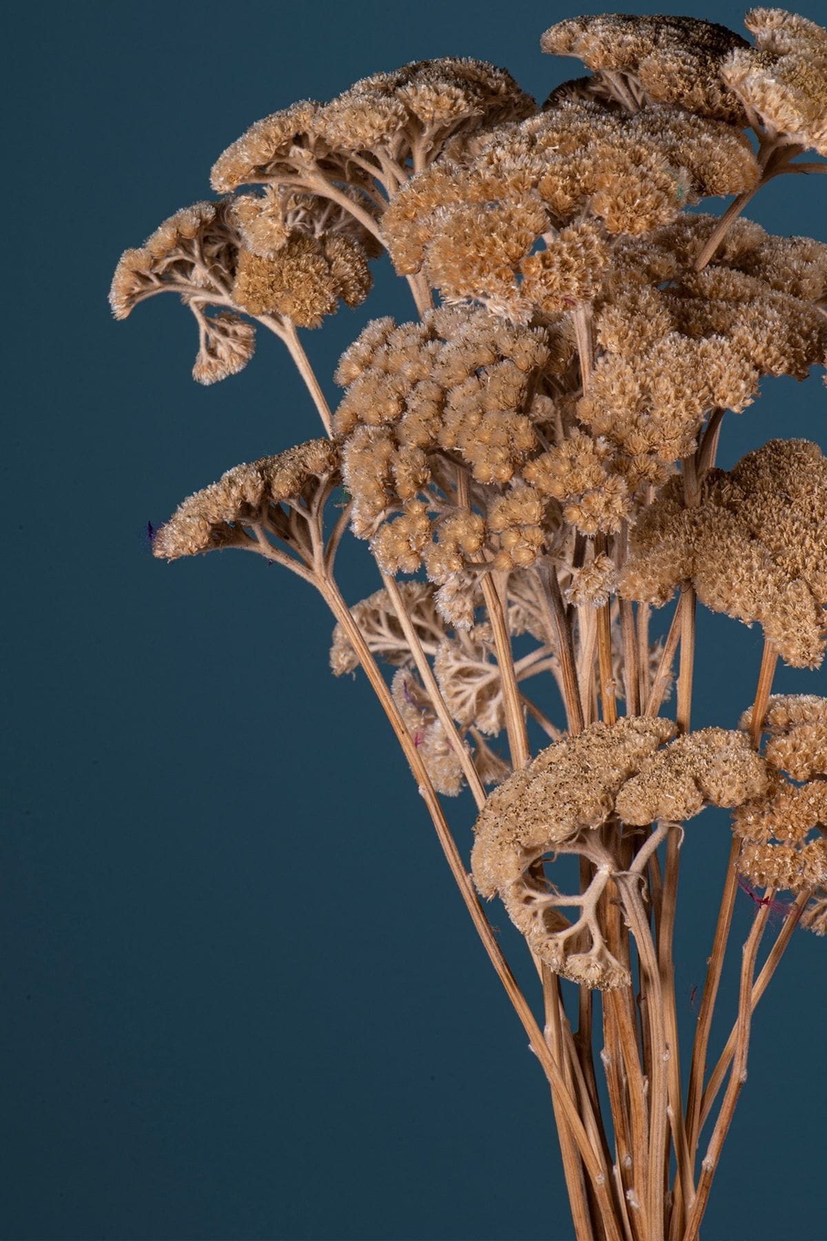 naturel-renk-kayu-otu-1782.jpg Naturel Renk Kayu Otu - Görsel 1