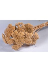 Naturel Renk Kayu Otu - Görsel 2