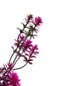 Renkli Yapay Yeşillik Demeti - Görsel 6