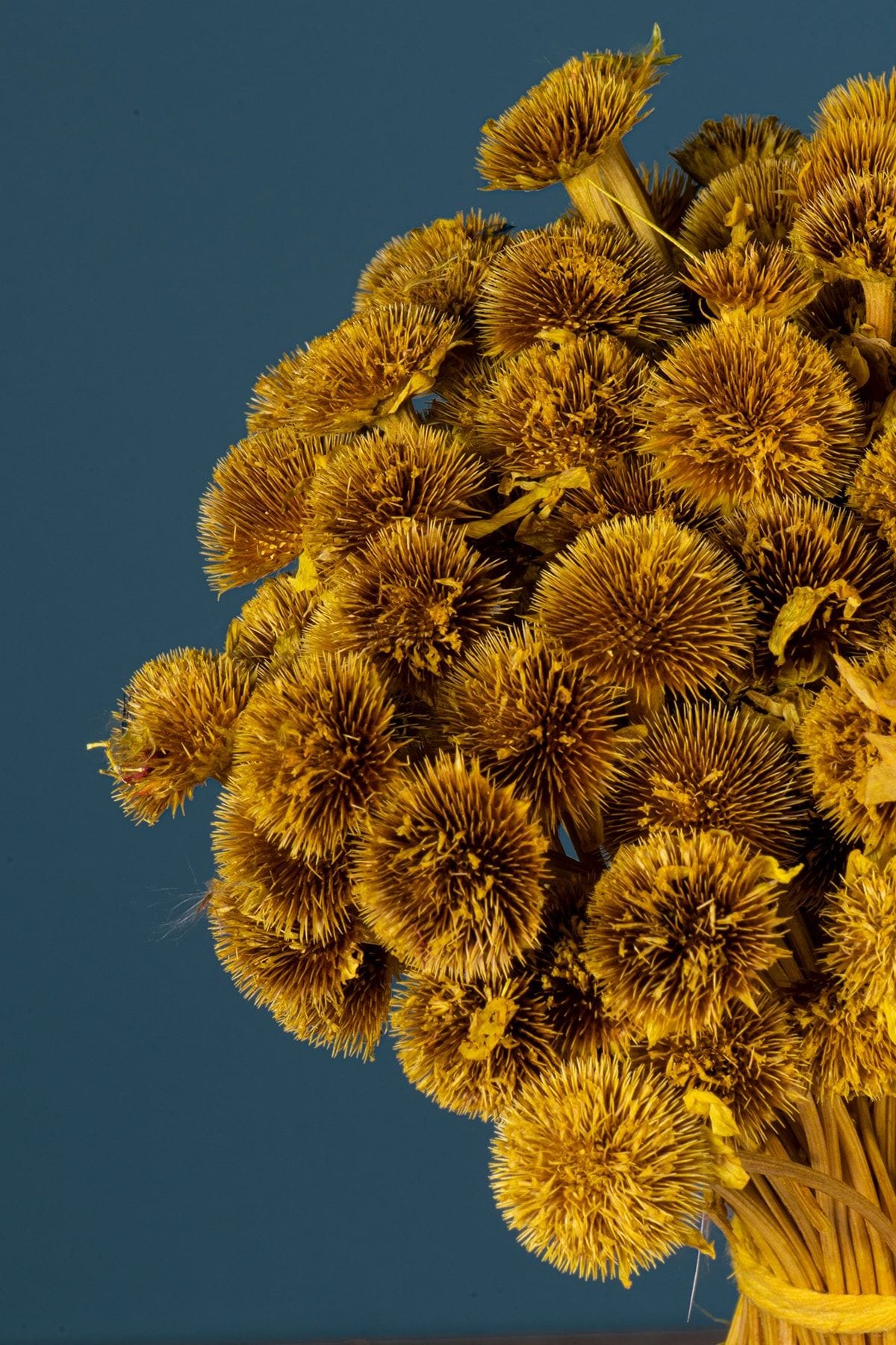 sari-papatya-otu-demeti-1780.jpg Sarı Papatya Otu Demeti - Görsel 1