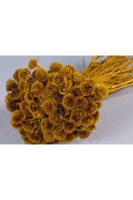 Sarı Papatya Otu Demeti - Görsel 2