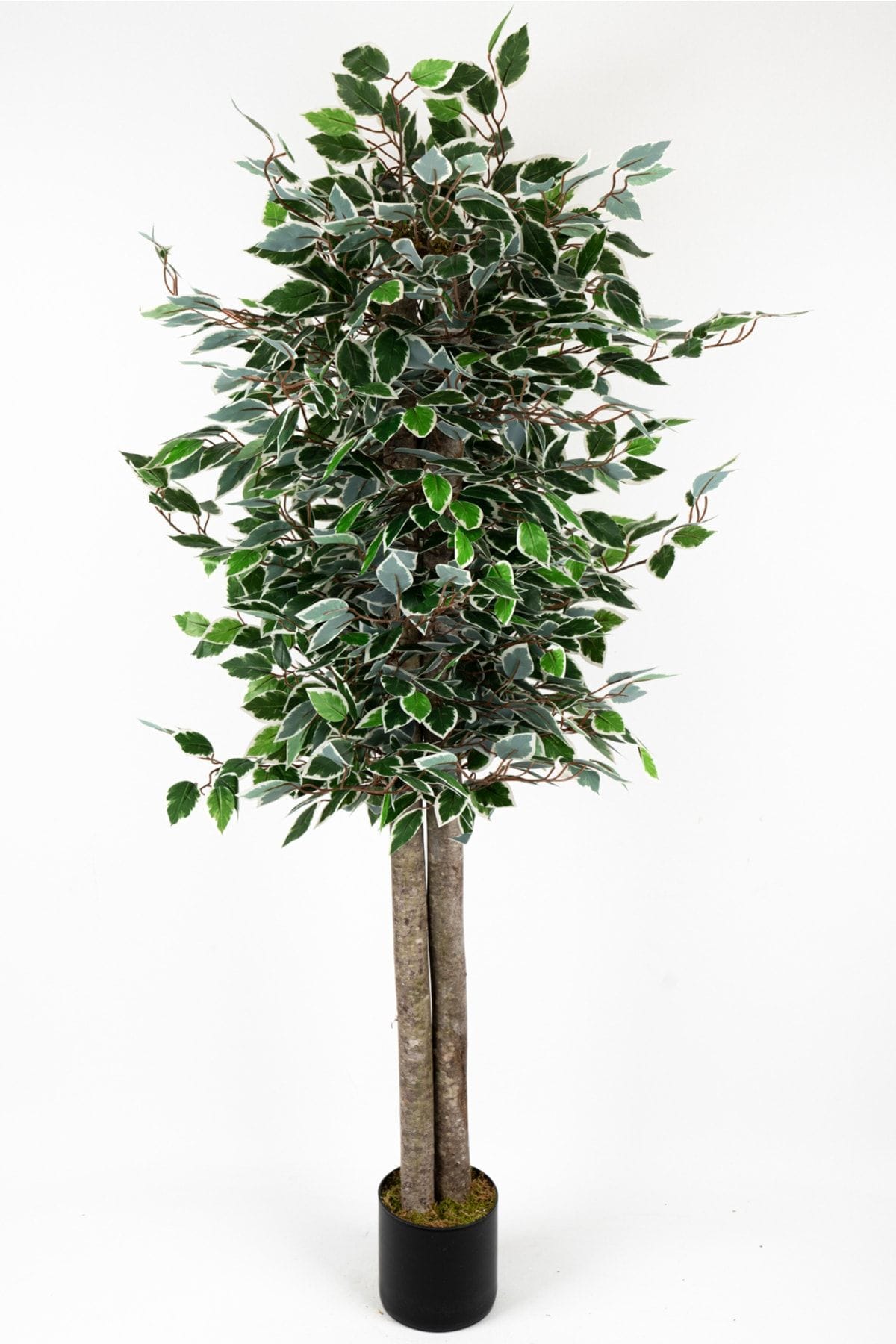 siyah-saksida-cim-detayli-yapay-benjamin-starlight-agaci-150-cm-1398.jpg Siyah Saksıda Çim Detaylı Yapay Benjamin Starlight Ağacı 150 Cm - Görsel 1