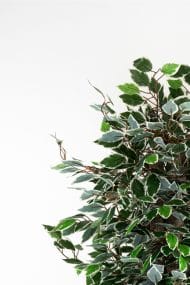 Siyah Saksıda Çim Detaylı Yapay Benjamin Starlight Ağacı 150 Cm - Görsel 2