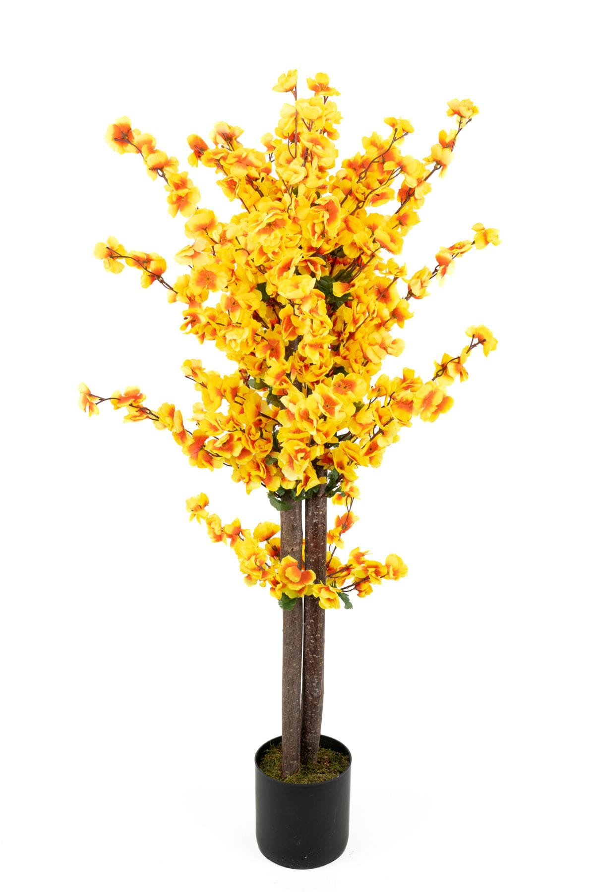 siyah-saksida-turuncu-sari-renkli-120-cm-japon-bahardali-agaci-1248.jpg Siyah Saksıda Turuncu Sarı Renkli 120 cm Japon Bahardalı Ağacı - Görsel 1