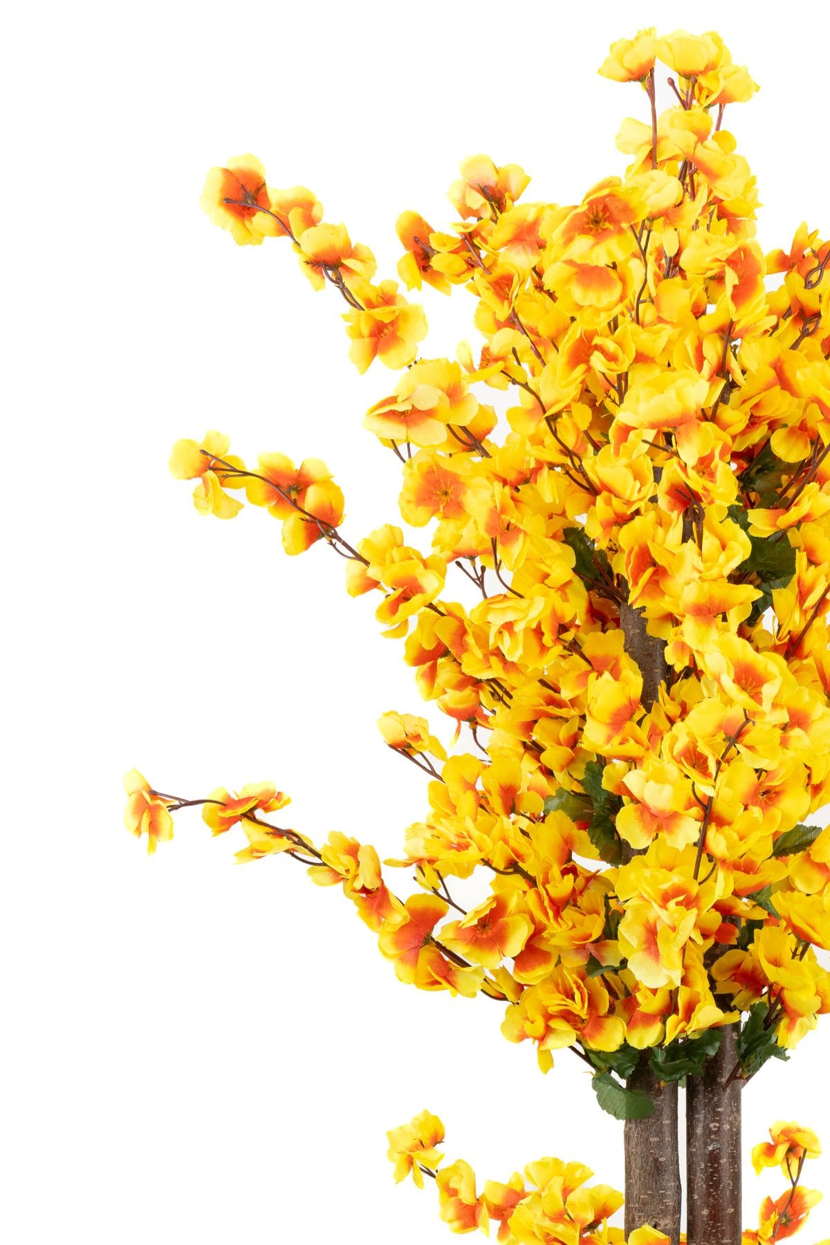 siyah-saksida-turuncu-sari-renkli-120-cm-japon-bahardali-agaci-1250.jpg Siyah Saksıda Turuncu Sarı Renkli 120 cm Japon Bahardalı Ağacı - Görsel 3