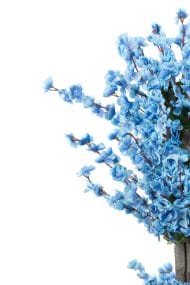 Siyah Saksıda Turuncu Sarı Renkli 120 cm Japon Bahardalı Ağacı - Görsel 6