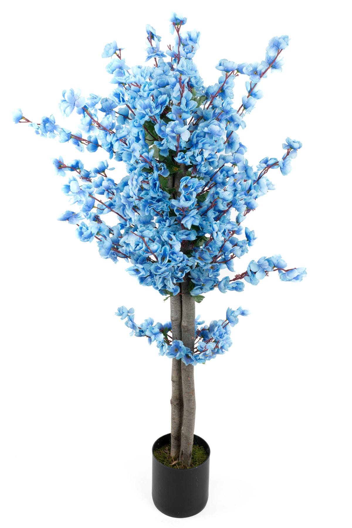 siyah-saksida-turuncu-sari-renkli-120-cm-japon-bahardali-agaci-1255.jpg Siyah Saksıda Turuncu Sarı Renkli 120 cm Japon Bahardalı Ağacı - Görsel 8