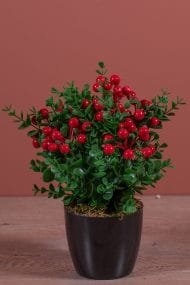 Siyah Saksıda Yapay Kokina Ağacı