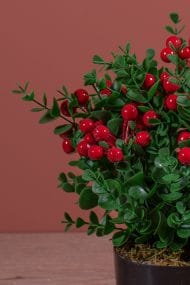 Siyah Saksıda Yapay Kokina Ağacı - Görsel 2