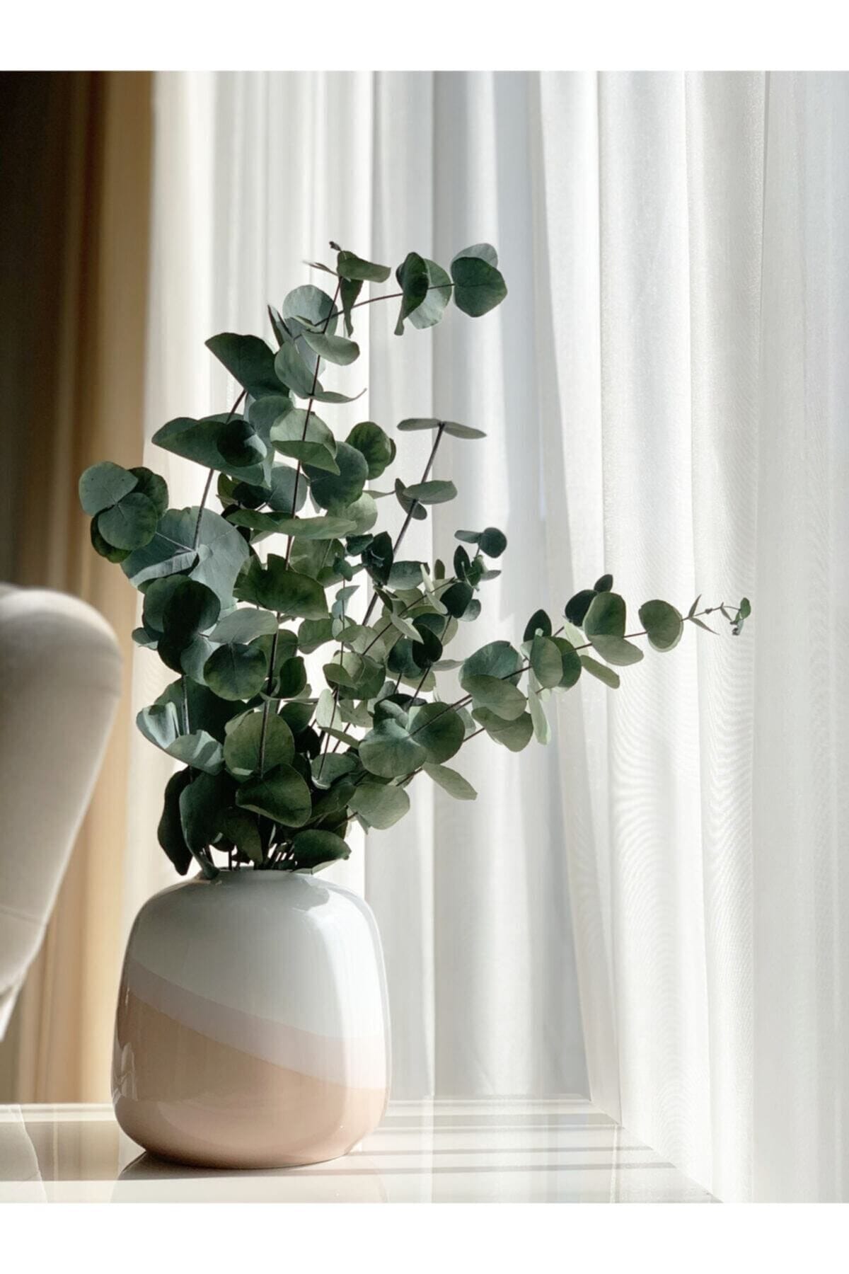 soklanmis-buyuk-okaliptus-demeti-1758.jpg Şoklanmış Büyük Okaliptus Demeti - Görsel 1