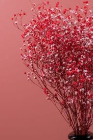 Şoklanmış Cipso Demeti Kırmızı