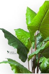 14 Büyük Yapraklı 180 cm Yapay Fil Kulağı Ağacı - Görsel 4