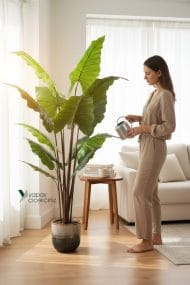 14 Büyük Yapraklı 180 cm Yapay Fil Kulağı Ağacı - Görsel 2