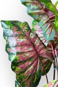 14 Büyük Yapraklı 180 cm Yapay Fil Kulağı Ağacı - Görsel 8